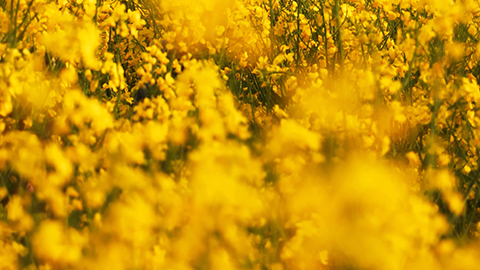 秦皇岛软件测试培训班