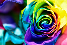 国际大师级色彩